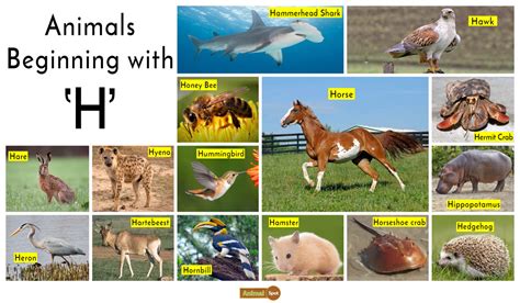 animals that start with a h